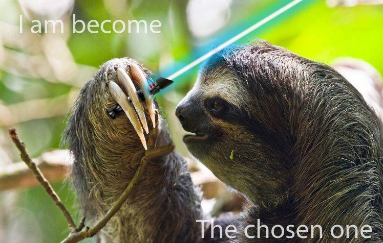 sloths, Star Wars, Memes, Humor HD Wallpaper Desktop Background
