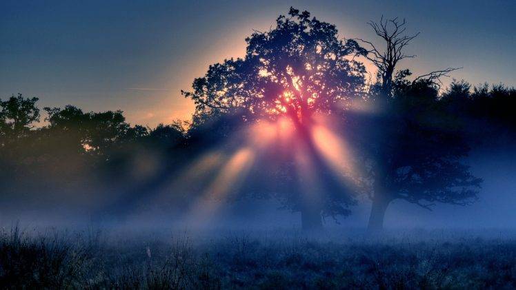 trees, Sunrise, Mist, Landscape, Nature HD Wallpaper Desktop Background