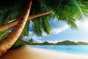 beach, Landscape, Palm Trees