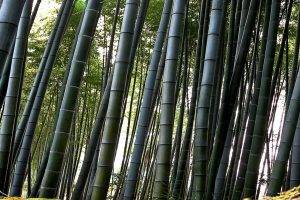 nature, Landscape, Bamboo, Dual Screen