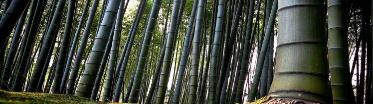 nature, Landscape, Bamboo, Dual Screen HD Wallpaper Desktop Background