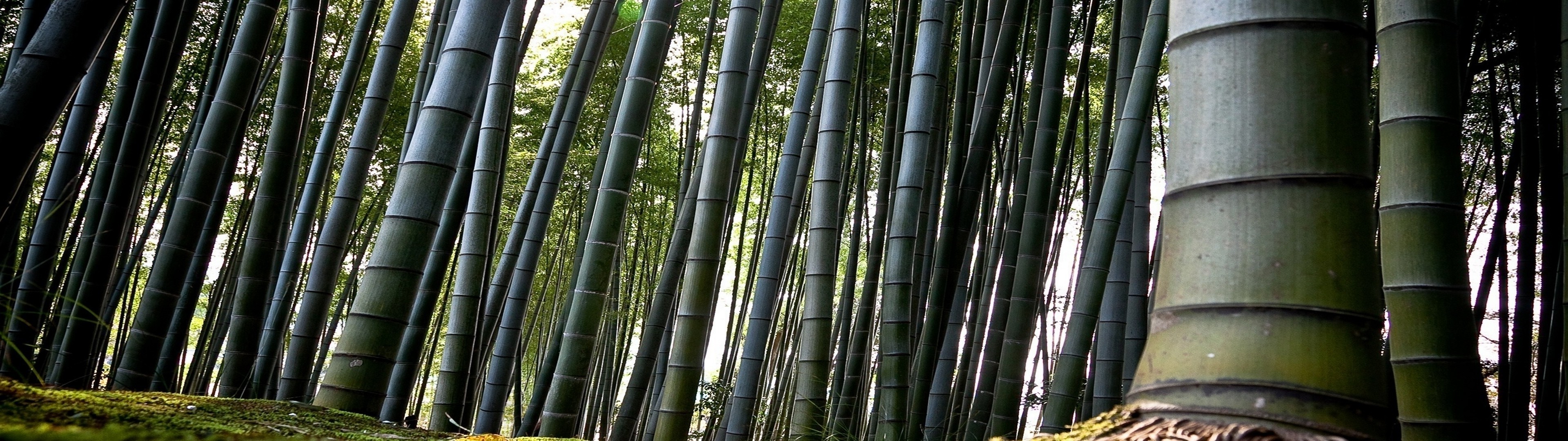 nature, Landscape, Bamboo, Dual Screen Wallpaper