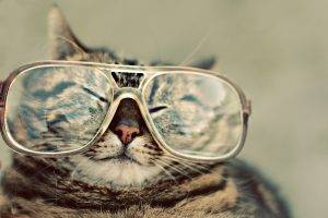 Cats Big Glasses