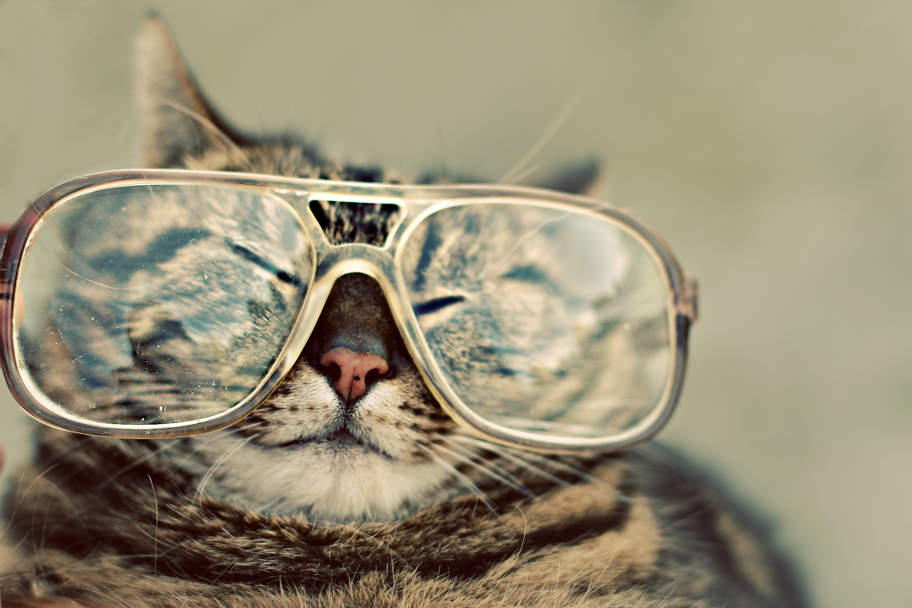 Cats Big Glasses Wallpaper
