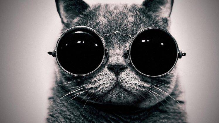 Cats Pilot Glasses Retro HD Wallpaper Desktop Background