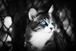Colored Blue Eyes Cat