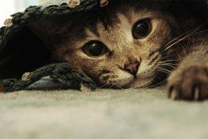 Cute Cat Hiding