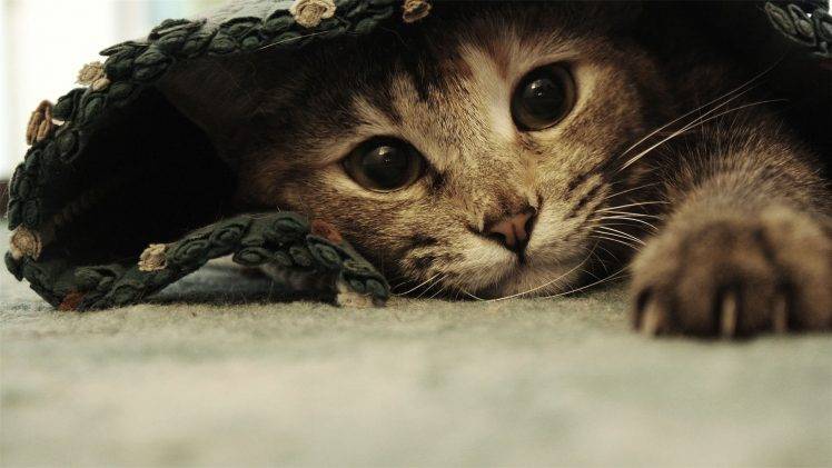 Cute Cat Hiding HD Wallpaper Desktop Background