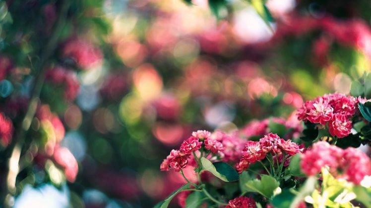 bokeh, Flowers, Nature, Depth Of Field HD Wallpaper Desktop Background