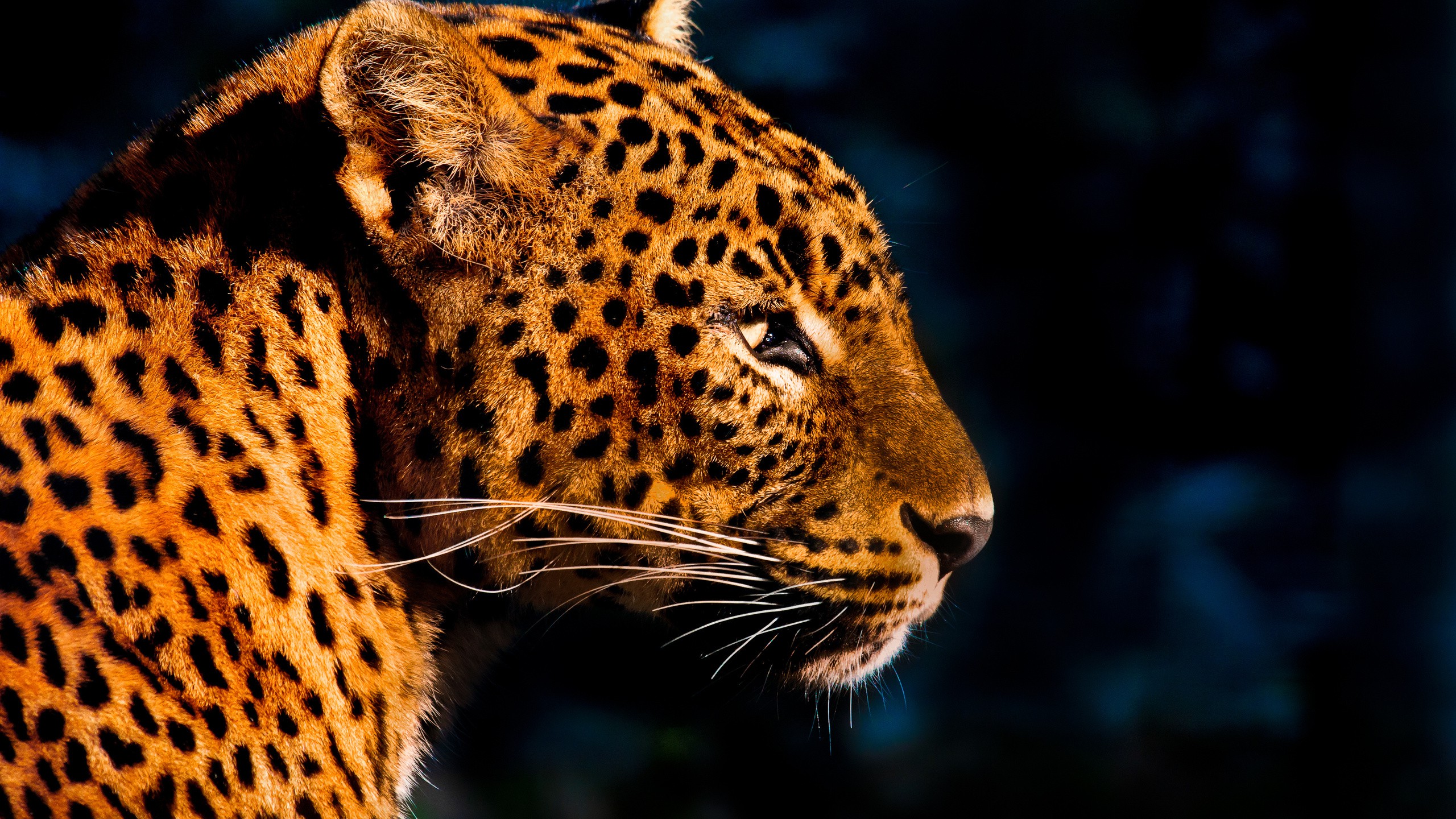 animals, Leopard Wallpaper
