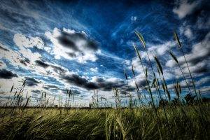 nature, Grass, HDR