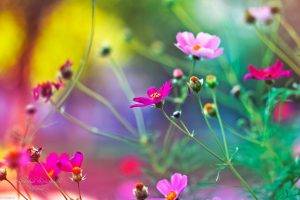 flowers, Pink Flowers, Nature, Depth Of Field, Cosmos (flower)