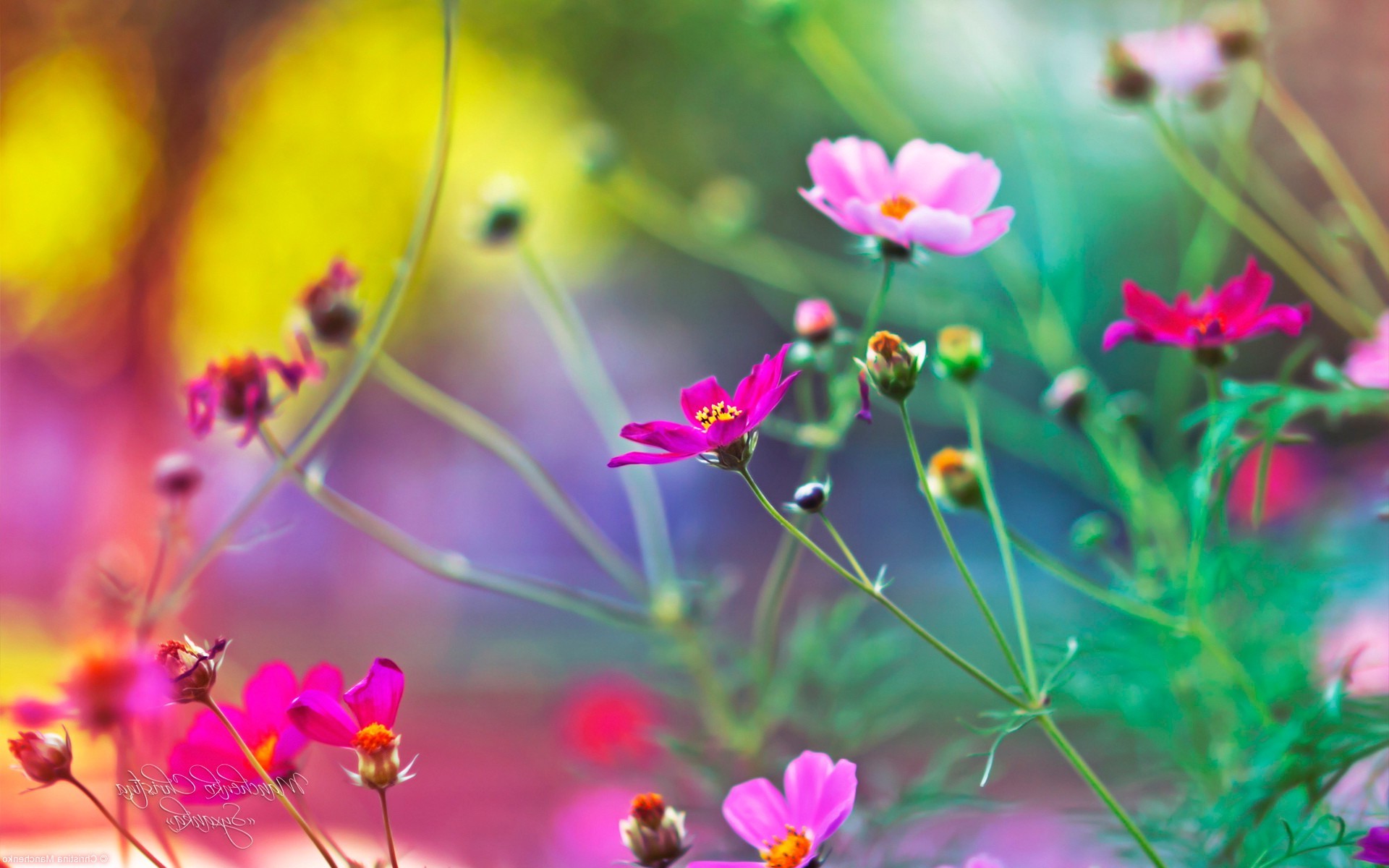 flowers, Pink Flowers, Nature, Depth Of Field, Cosmos (flower) Wallpaper