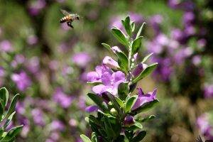 bees, Bokeh, Nature, Flowers, Purple Flowers