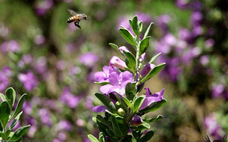 bees, Bokeh, Nature, Flowers, Purple Flowers HD Wallpaper Desktop Background