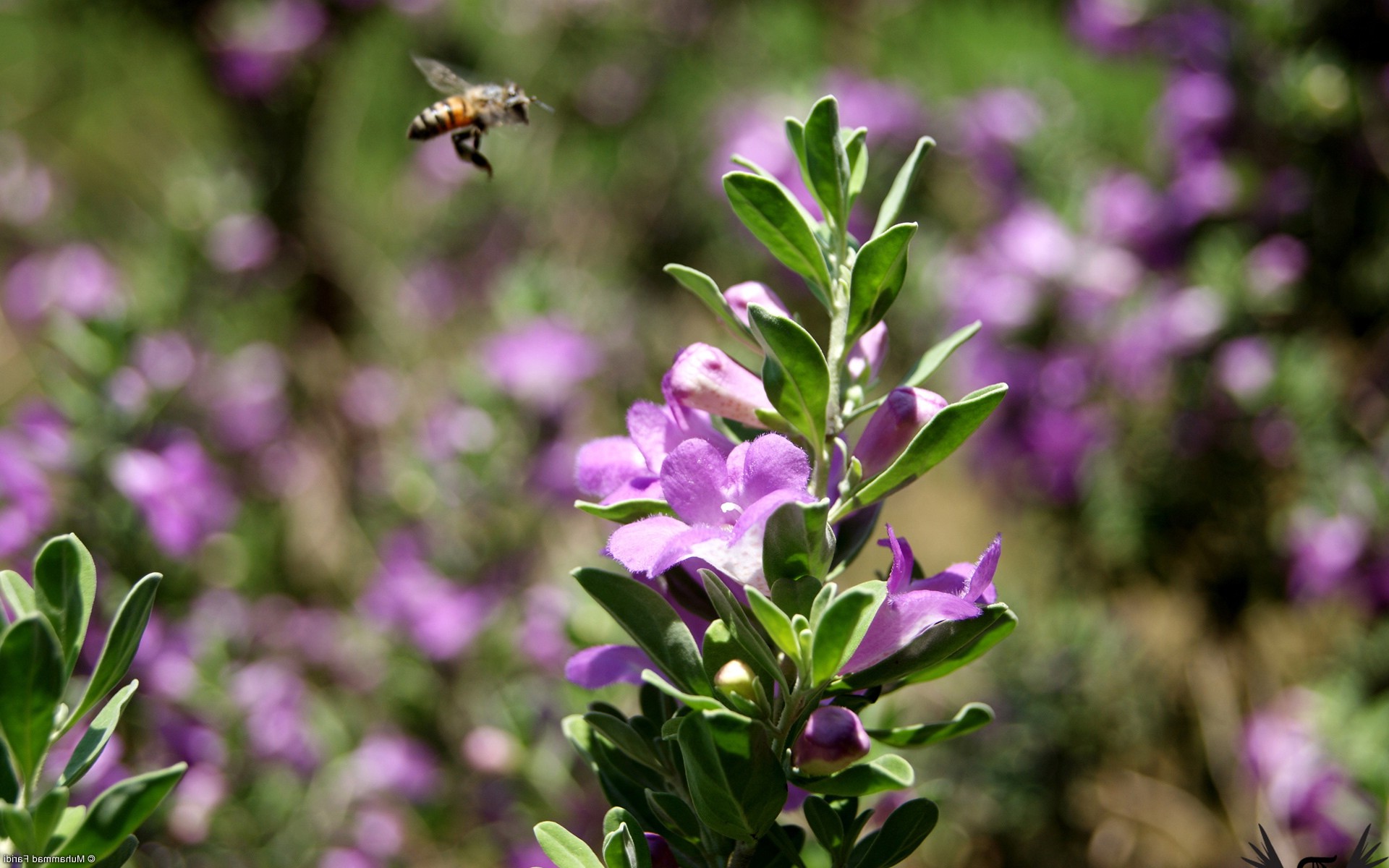 bees, Bokeh, Nature, Flowers, Purple Flowers Wallpaper