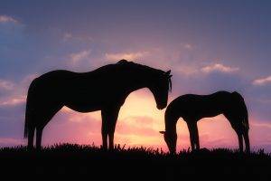 horse, Animals, Baby Animals, Sunset, Silhouette