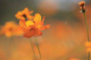 nature, Flowers, Cosmos (flower), Orange Flowers