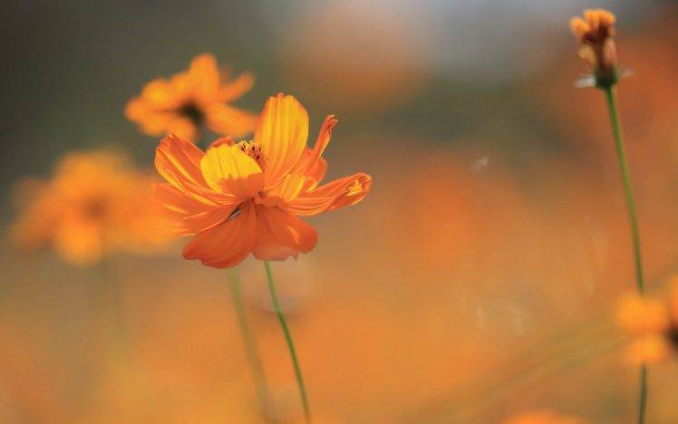 nature, Flowers, Cosmos (flower), Orange Flowers HD Wallpaper Desktop Background