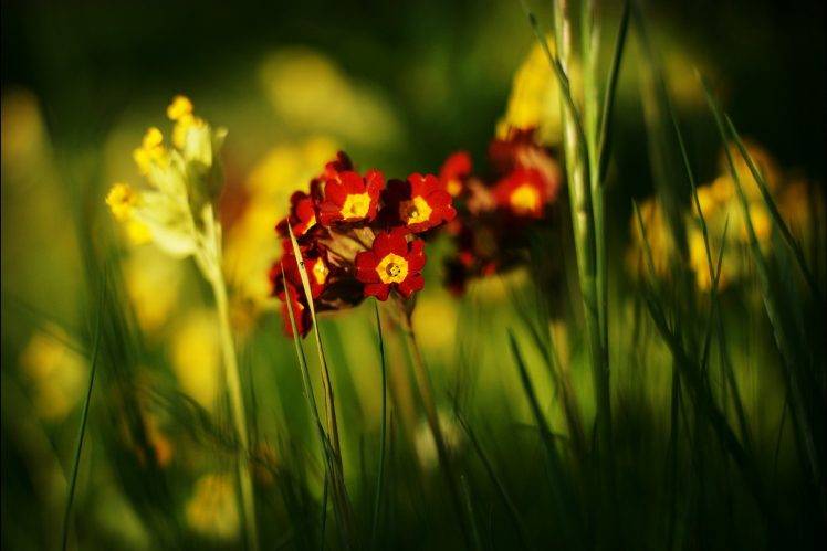 flowers, Nature HD Wallpaper Desktop Background