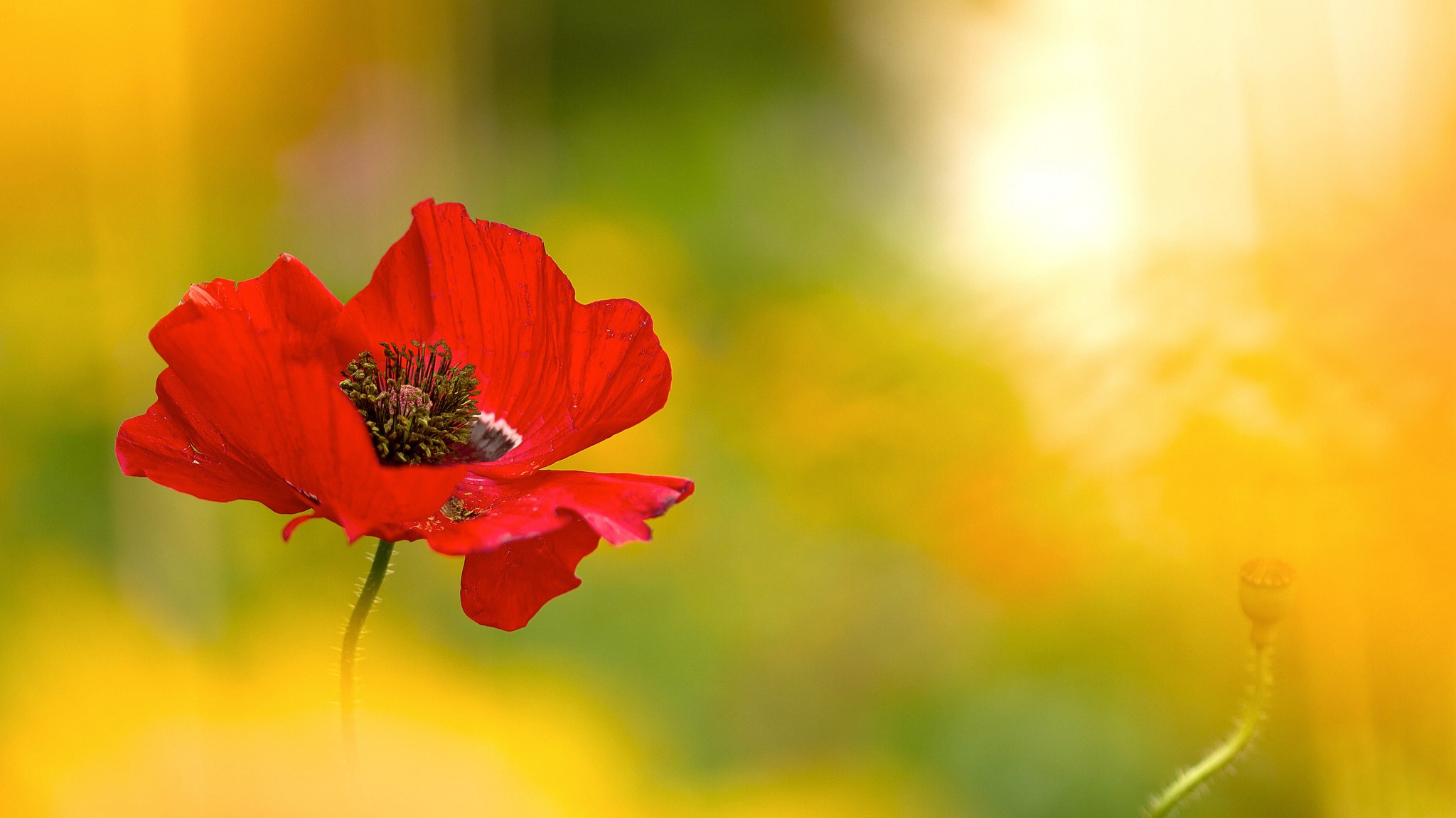 flowers, Nature, Poppies Wallpaper