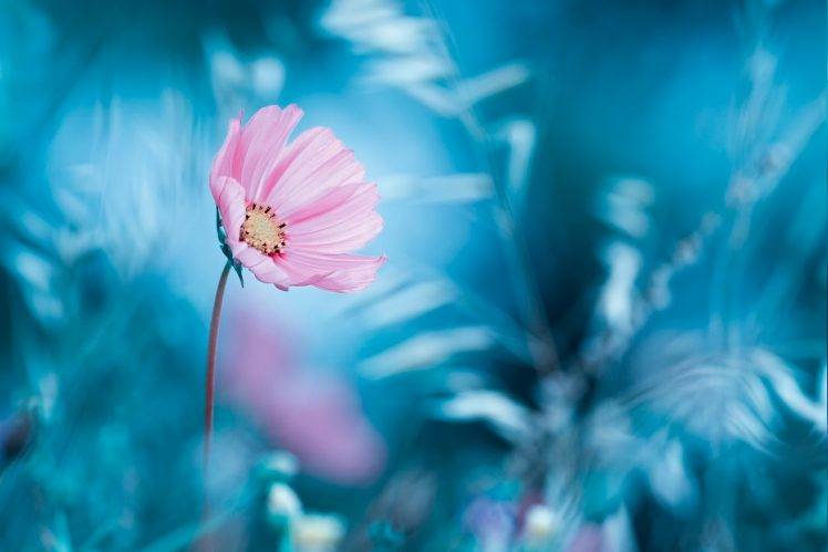 flowers, Nature HD Wallpaper Desktop Background