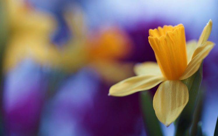 flowers, Nature, Daffodils, Yellow Flowers HD Wallpaper Desktop Background