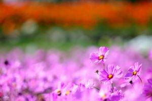 nature, Flowers, Cosmos (flower)