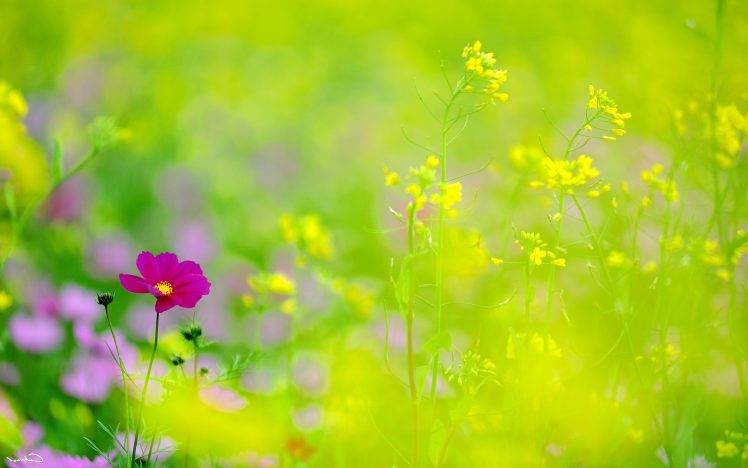 Purple Flowers  Nature  Flowers Background Wallpaper Download  MobCup