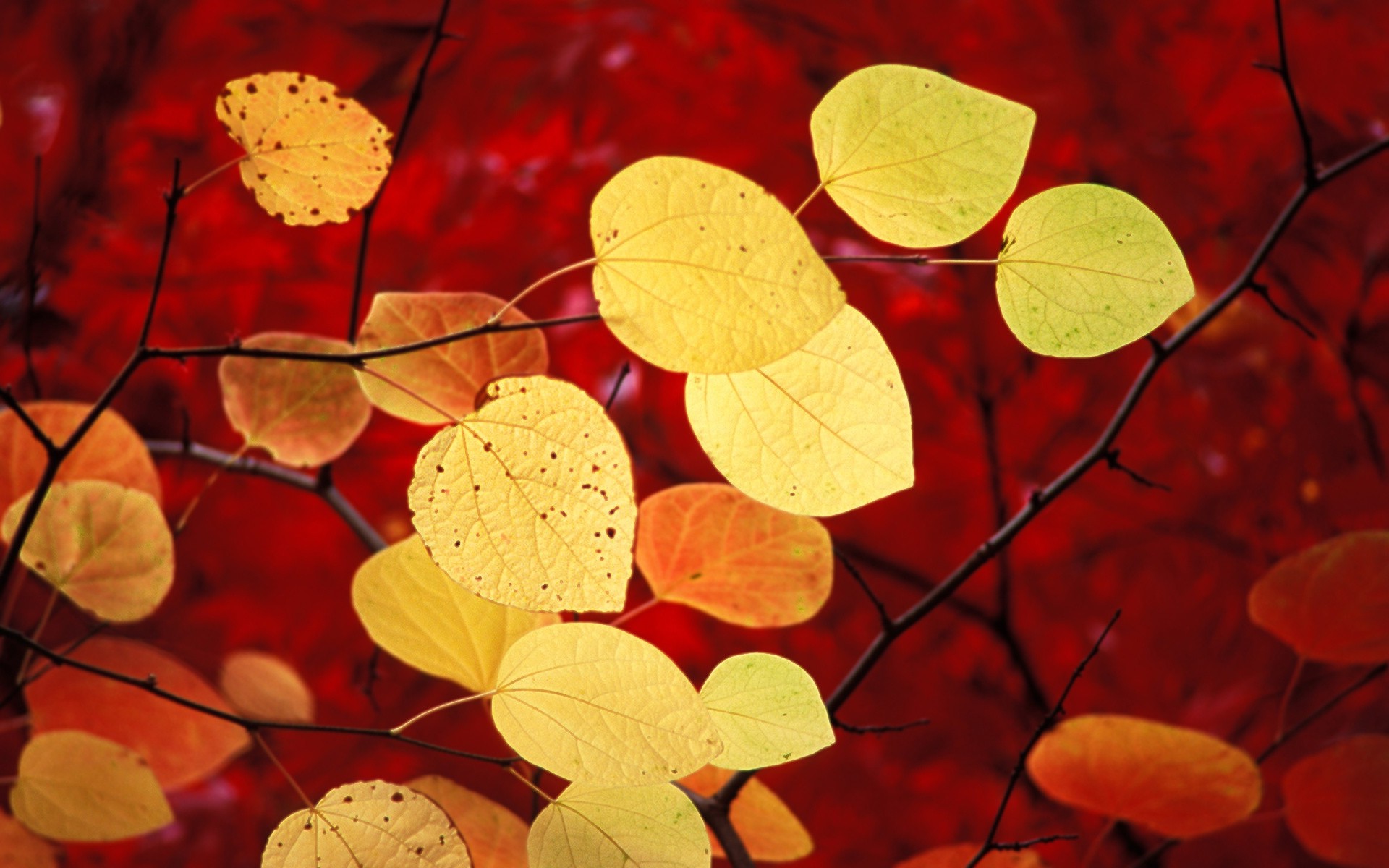 nature, Leaves Wallpaper