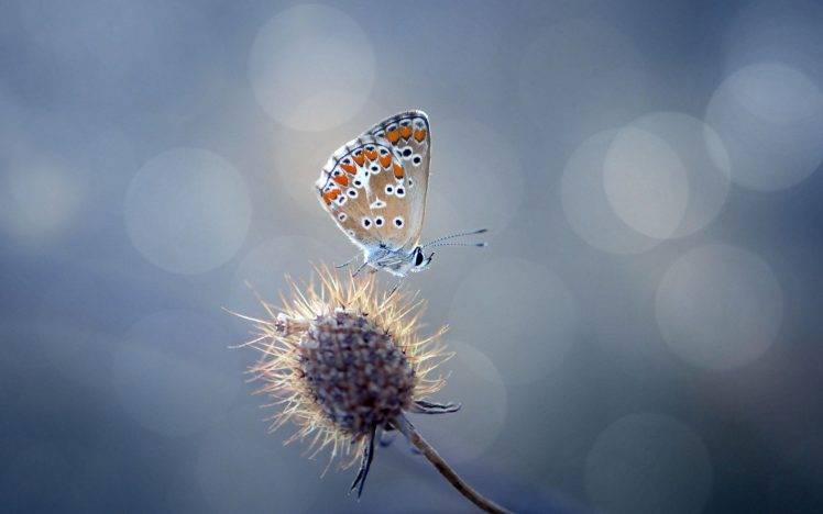 butterfly, Nature HD Wallpaper Desktop Background