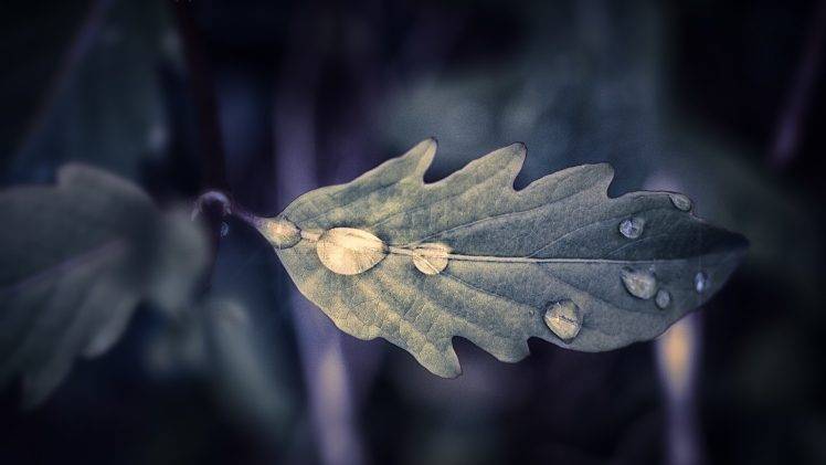 nature, Leaves, Water Drops HD Wallpaper Desktop Background
