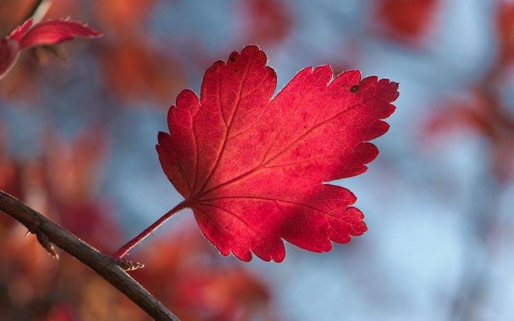 nature, Leaves, Fall HD Wallpaper Desktop Background