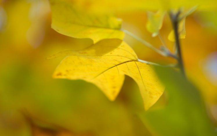 macro, Leaves, Nature HD Wallpaper Desktop Background