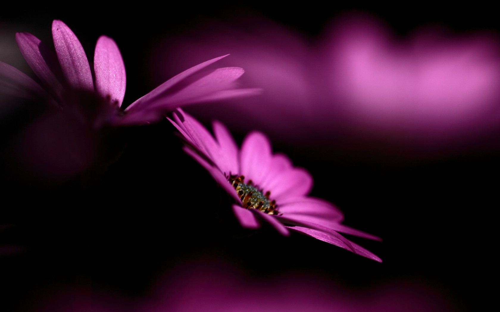 nature, Flowers, Purple Flowers, Macro Wallpapers HD ...