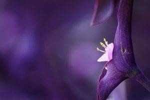 nature, Flowers, Purple Flowers, Macro