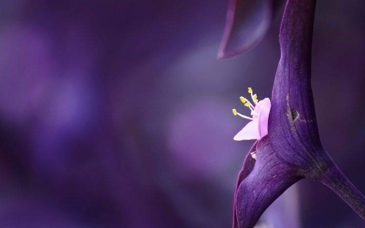 nature, Flowers, Purple Flowers, Macro HD Wallpaper Desktop Background