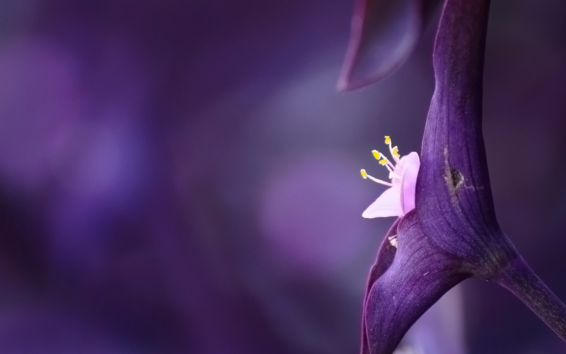 nature, Flowers, Purple Flowers, Macro Wallpaper