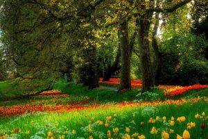 forest, Flowers, Nature