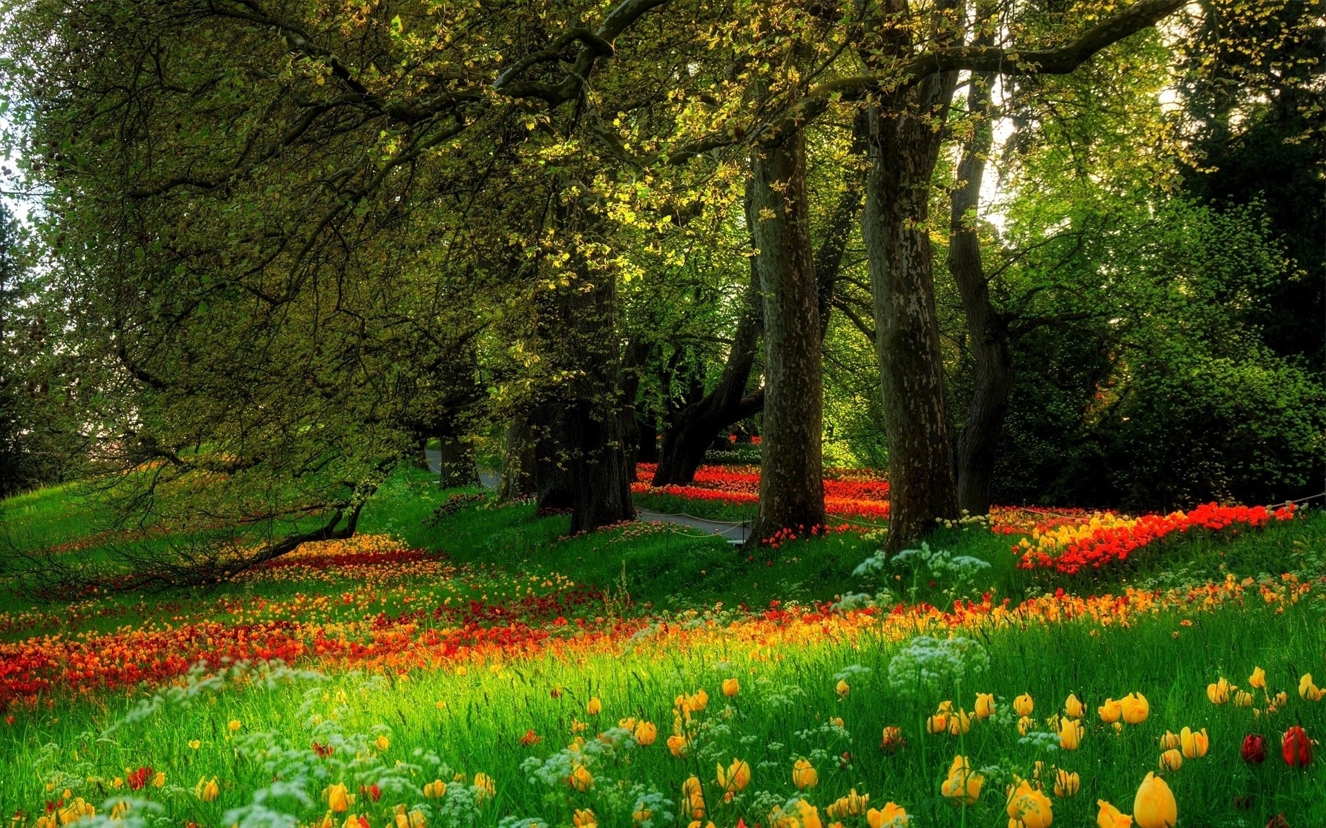 forest, Flowers, Nature Wallpaper