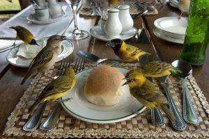 nature, Animals, Birds, National Geographic, Bread, Table