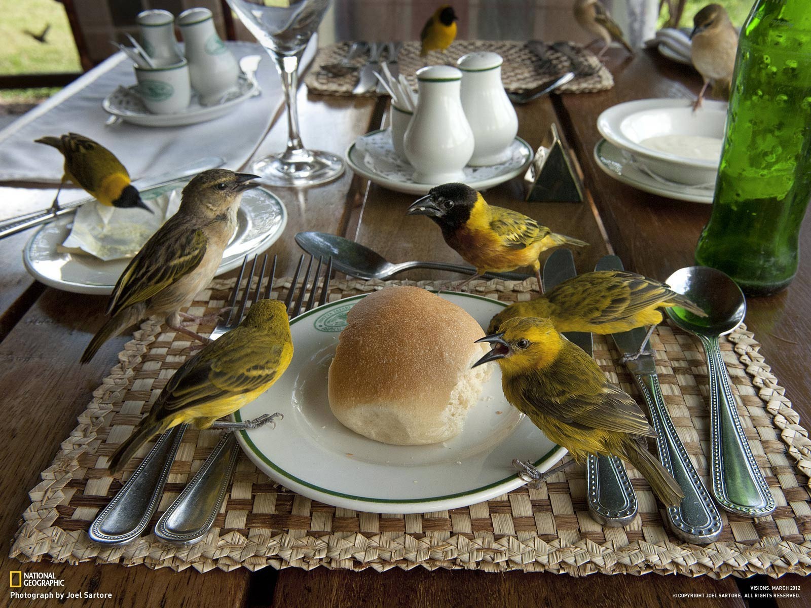 nature, Animals, Birds, National Geographic, Bread, Table Wallpaper