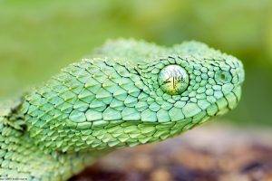 animals, Snake, Nature, Reptile, Vipers