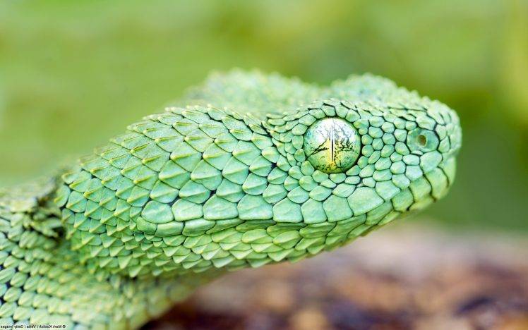 animals, Snake, Nature, Reptile, Vipers HD Wallpaper Desktop Background
