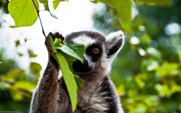 animals, Lemurs, Leaves HD Wallpaper Desktop Background