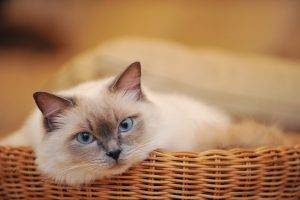 cat, Baskets, Animals, Blue Eyes