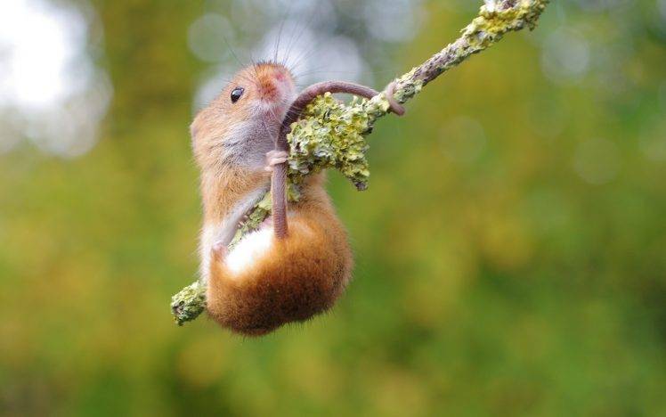 animals, Mice, Macro, Branch HD Wallpaper Desktop Background