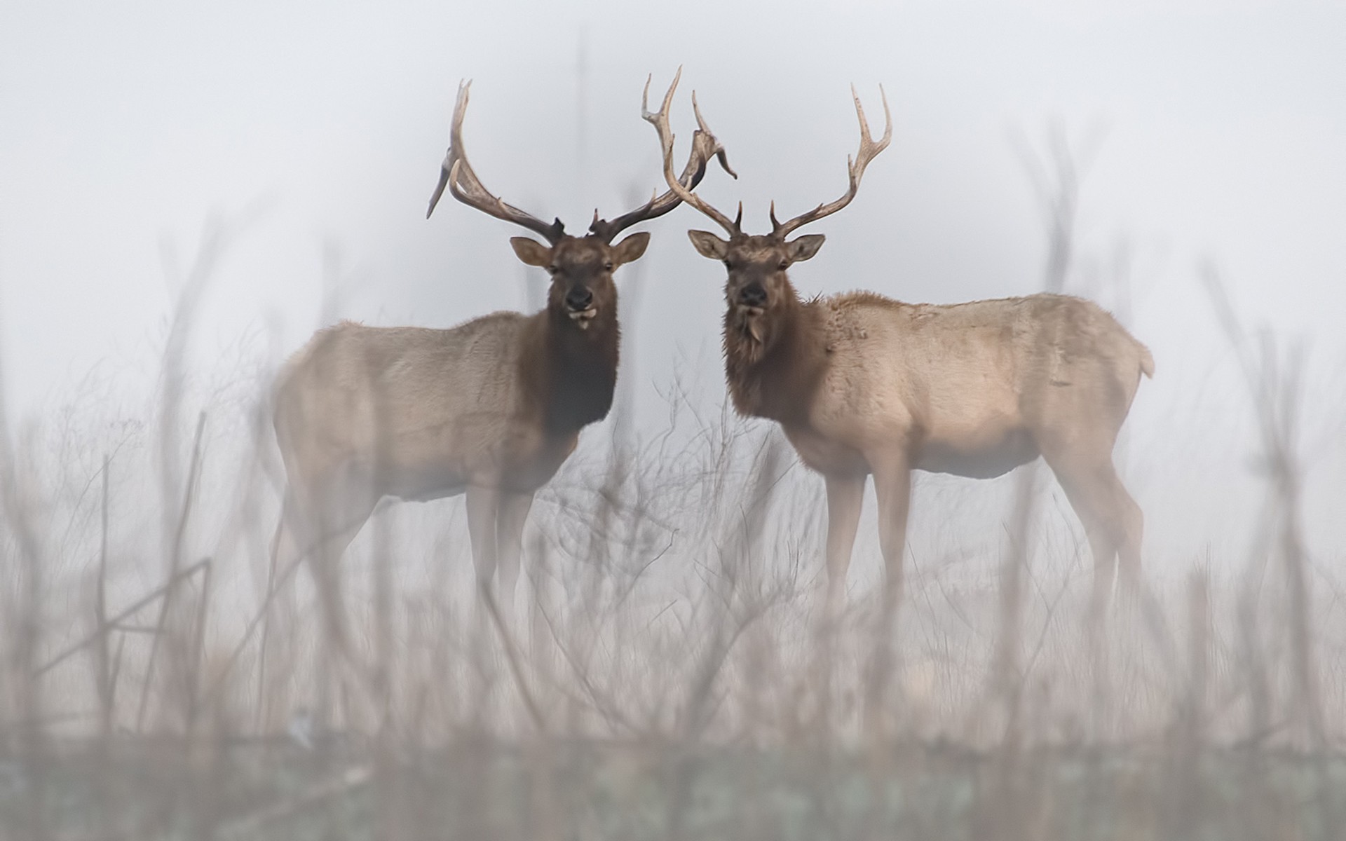 animals, Mist Wallpaper