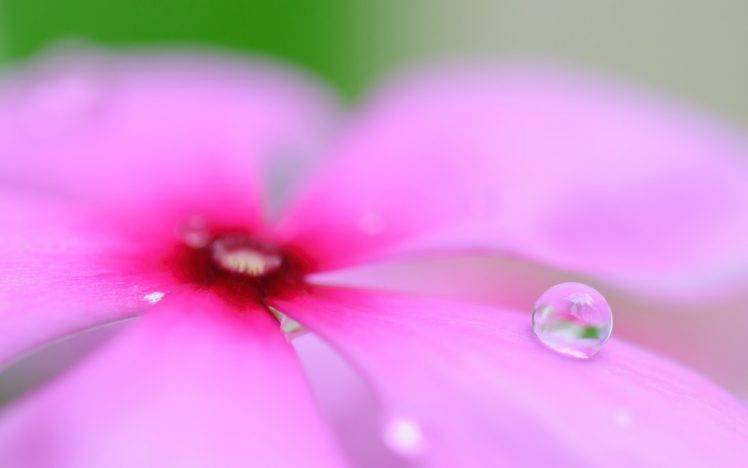 flower Petals, Water Drops, Nature HD Wallpaper Desktop Background