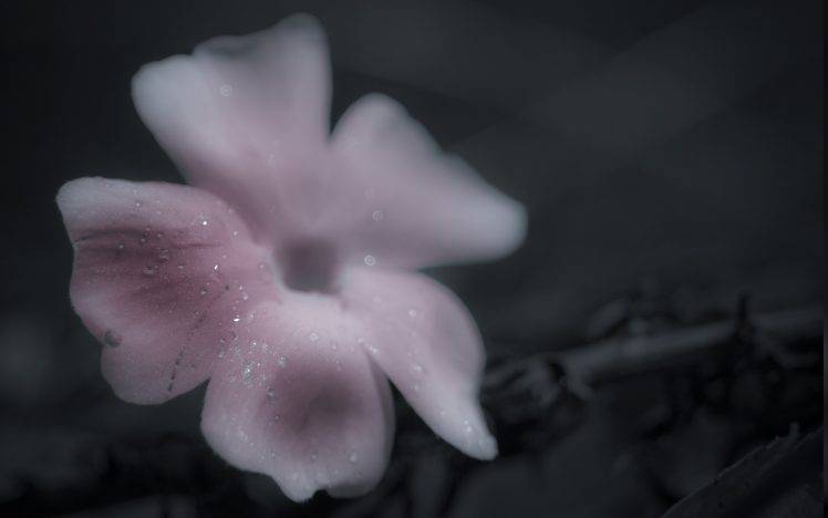 nature, Flowers, Water Drops HD Wallpaper Desktop Background